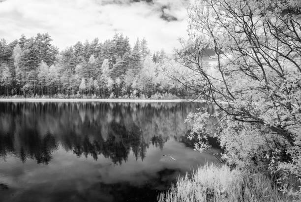 istock forest lake in hot summer day. infrared image 697044798