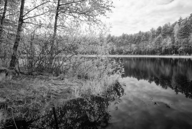 istock forest lake in hot summer day. infrared image 697044800