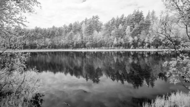 istock forest lake in hot summer day. infrared image 697044802