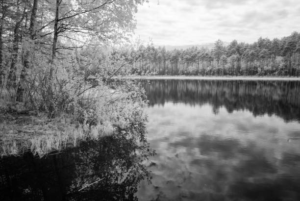 istock forest lake in hot summer day. infrared image 697044846