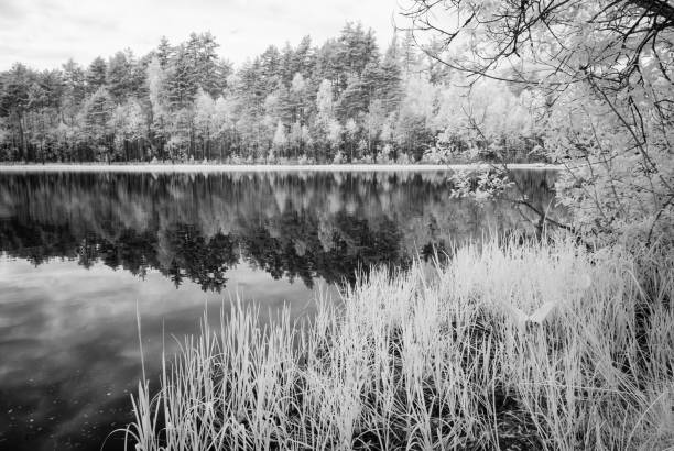 istock forest lake in hot summer day. infrared image 697044854
