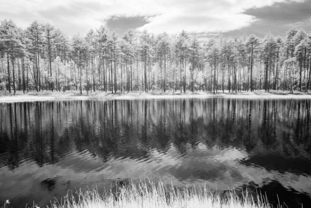 istock forest lake in hot summer day. infrared image 697044966