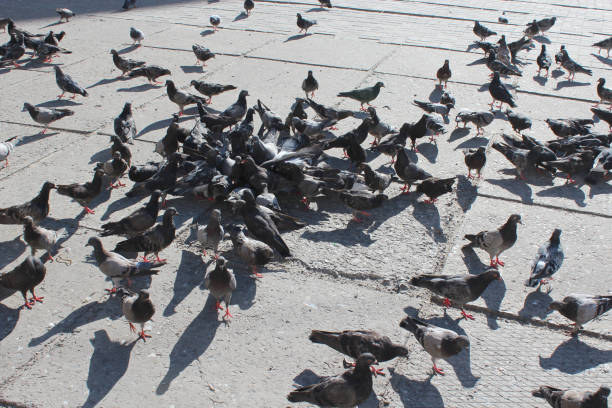 istock pigeons feed on the city road 697045108