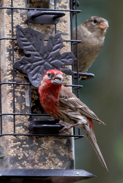 Looking out Sparrow and House Finch check out their surrounding on a backyard bird feeder. iiwi bird stock pictures, royalty-free photos & images