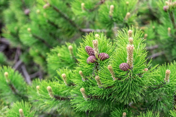 istock Fresh coniferous tree, fir or pine. 697047574