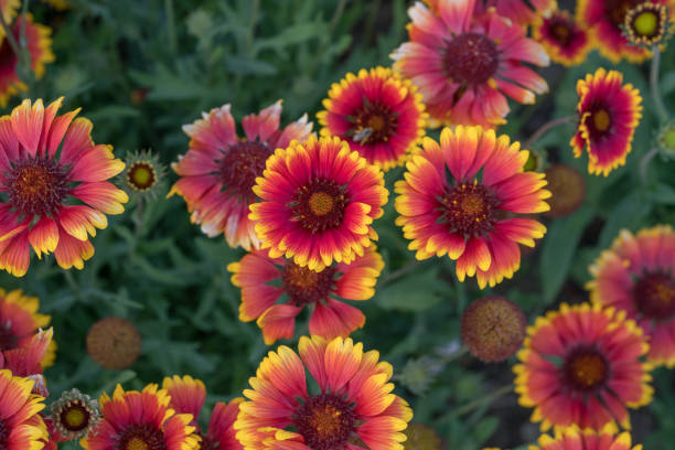 istock Gaillardia pulchella 697047850