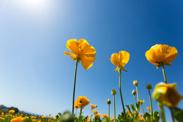 istock Yellow Flowers in the Sun 697047870