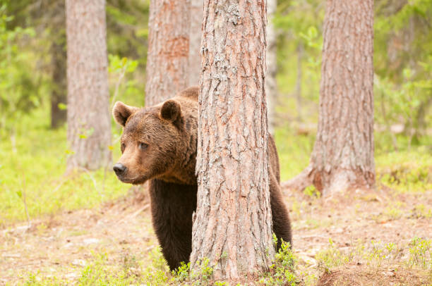 istock European Brown Bear 697050696