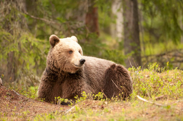 istock European Brown Bear Lying Down. 697050756