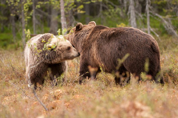 istock Two European Brown Bears 697050774