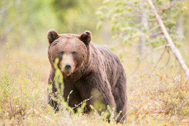 istock European Brown Bear. 697050790