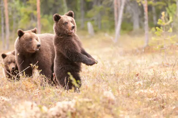 Photo of Alert Bears.