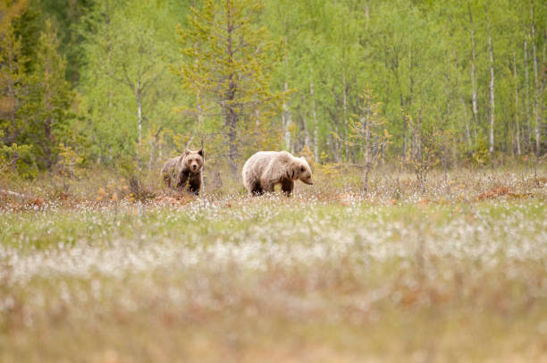 istock Two European Brown Bears. 697050806