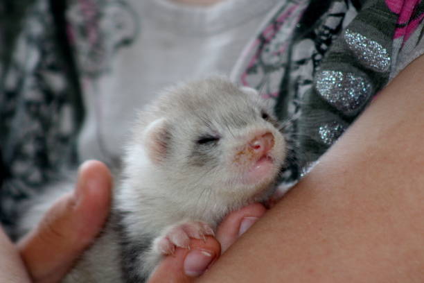 istock Female ferret kit(s) from litter born May held by child 697050874