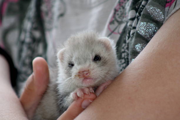 istock Female ferret kit(s) from litter born May held by child 697050904