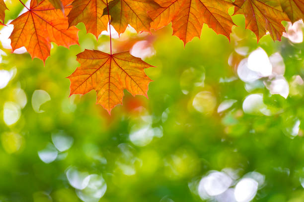 istock Red maple leaves in front of green tree 697051284