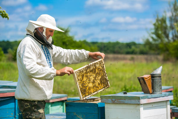 istock Beekeeper is working with bees and beehives on the apiary. Beekeeper on apiary. 697053856