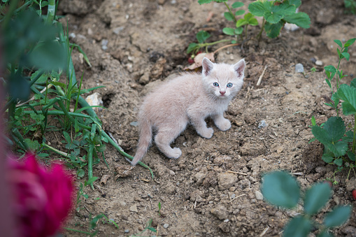 Cat in the grass.