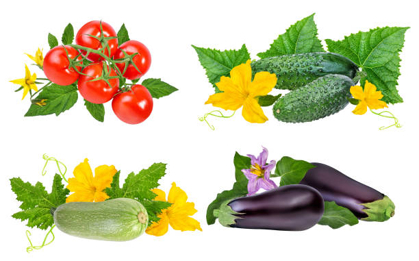istock Tomato, cucumber, zucchini, eggplant isolated on white 697056892