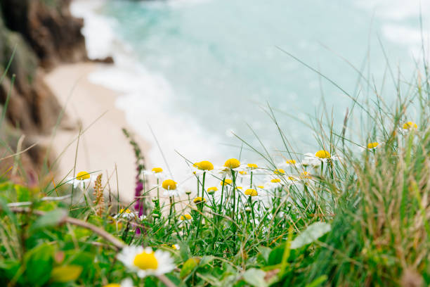 wild flowers and plants on the cliffs above Pend Vounder Beach, South Cornwall.