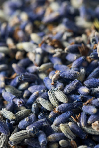 istock Raw Organic Dry Purple Lavender Spice 697061114