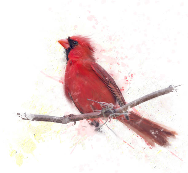 istock Male Northern Cardinal watercolor 697061420
