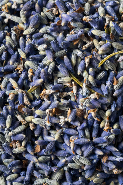 istock Raw Organic Dry Purple Lavender Spice 697061478