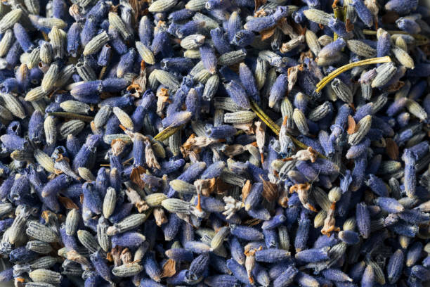 istock Raw Organic Dry Purple Lavender Spice 697061772
