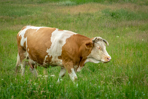 Domestic Cattle, Mountain, Meadow, Dairy Farm, Mountain Range