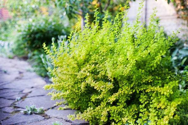 arbustos ornamentales berberis thunbergii aurea, oro bérbero japon en el jardín. enfoque selectivo. - agracejo rojo fotografías e imágenes de stock