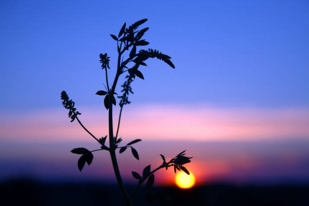 istock silhouette plants flower against the setting sun 697068844