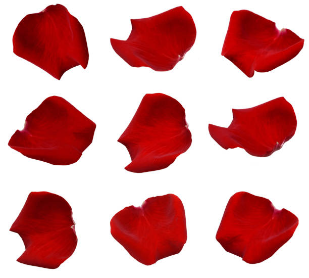 istock Petal of Red rose 697071088