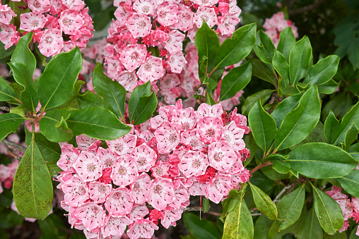 Kalmia latifolia flower