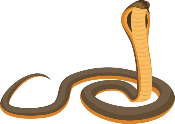 вектор короля кобры - cobra snake poisonous organism reptiles stock illustrations