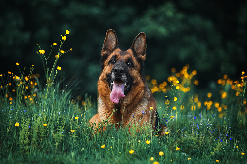 Spring portrait of a German shepherd dog