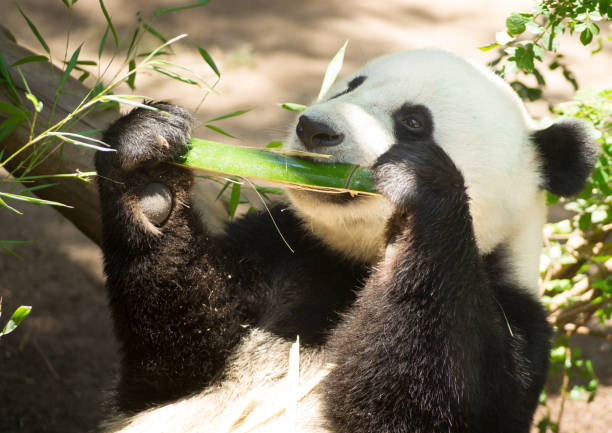 istock Endangered Animal Wildlife Giant Panda Eating Bamboo Stalk 697077532