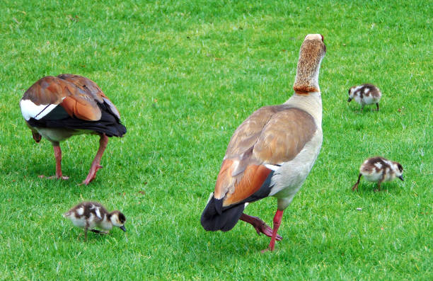 istock A Gaggle of Geese on a Park Lawn 697083348