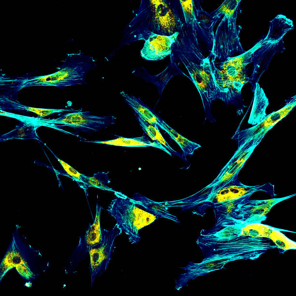 Immunofluorescence confocal imaging of fibroblasts with endoplasmic reticulum in yellow and cytoskeleton in cyan Immunofluorescence confocal imaging of fibroblasts with endoplasmic reticulum in yellow and cytoskeleton in cyan cytoplasm photos stock pictures, royalty-free photos & images