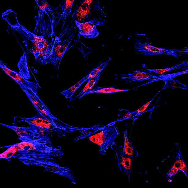 悪性黒色腫癌細胞の蛍光顕微鏡を用いたイメージング - actin ストックフォトと画像
