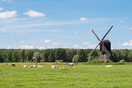 Polder landscape with hollow post windmill near Almkerk, Brabant, Netherlands