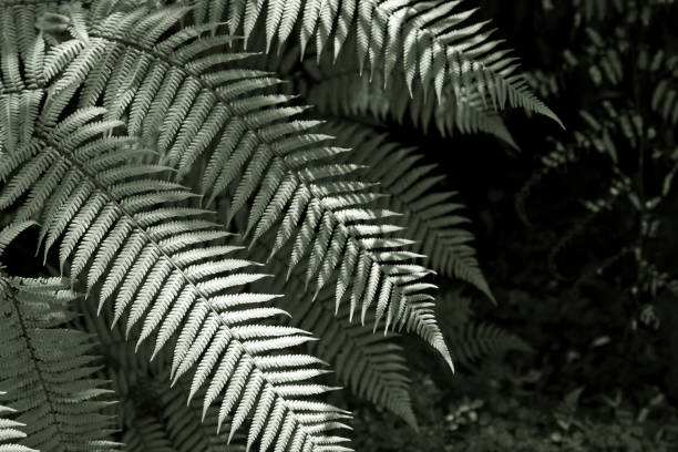 New Zealand ferns Fresh New Zealand fern backgrounds fern silver new zealand plant stock pictures, royalty-free photos & images