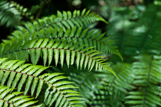 New Zealand ferns Fresh green New Zealand fern backgrounds new zealand silver fern stock pictures, royalty-free photos & images
