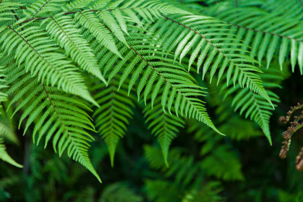 New Zealand ferns Fresh green New Zealand fern backgrounds new zealand silver fern stock pictures, royalty-free photos & images