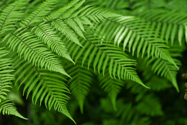 fougères nouvelle-zélande - silver fern photos et images de collection