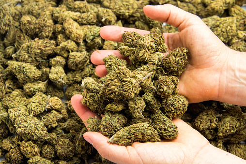 female hands holding marijuana buds, One Pound of Organic Cannabis  close up