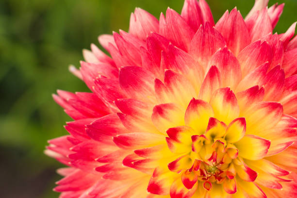 istock Flower of dahlia 697098830