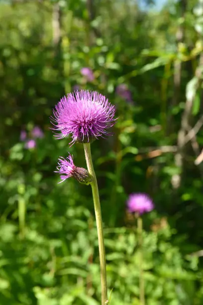 A blooming Thistle in the national Park Yugyd VA. Short summer in the Northern Urals in Russia.