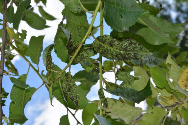 istock Many aphides on the sheets of a cherry tree 697110598