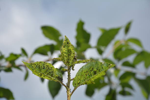 istock Many aphides on the sheets of a cherry tree 697110710
