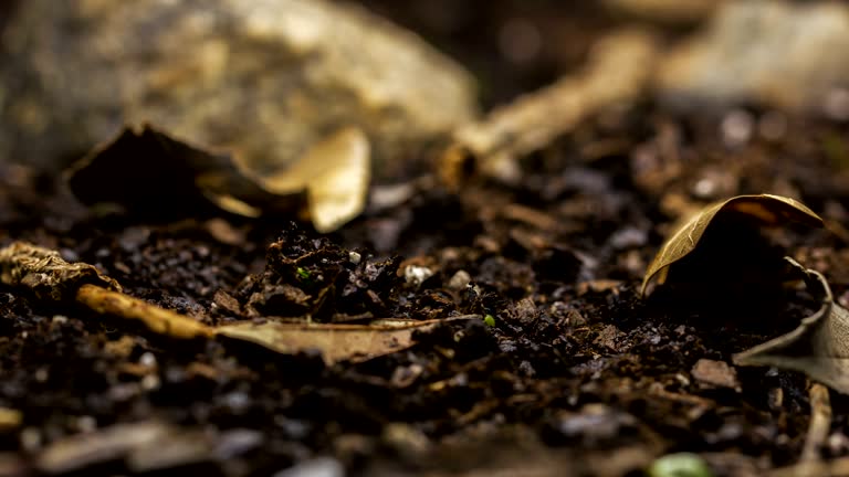 Season Change Snow to Springtime Plants Growing Timelapse